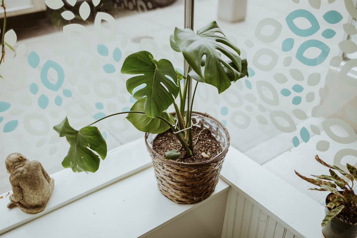 A potted plant on a sunlit windowsill in a Beyond Healing office